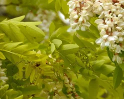 Robinia pseudo-acacia 'Frisia'