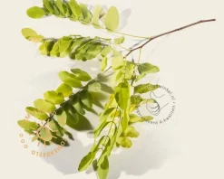 Robinia pseudo-acacia 'Frisia'