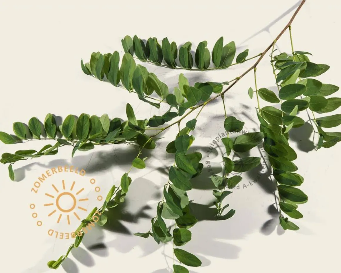 Robinia pseudoacacia 'Umbraculifera' - op stam