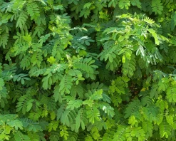 Robinia pseudoacacia 'Umbraculifera' - op stam