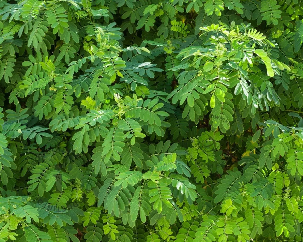 Robinia pseudoacacia 'Umbraculifera' - op stam