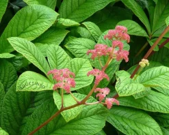 Rodgersia pinnata