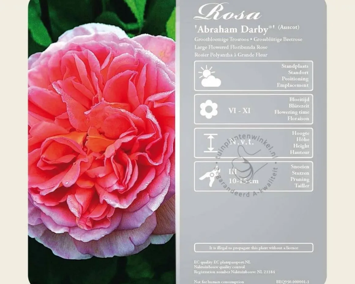Rosa 'Abraham Darby' - op stam