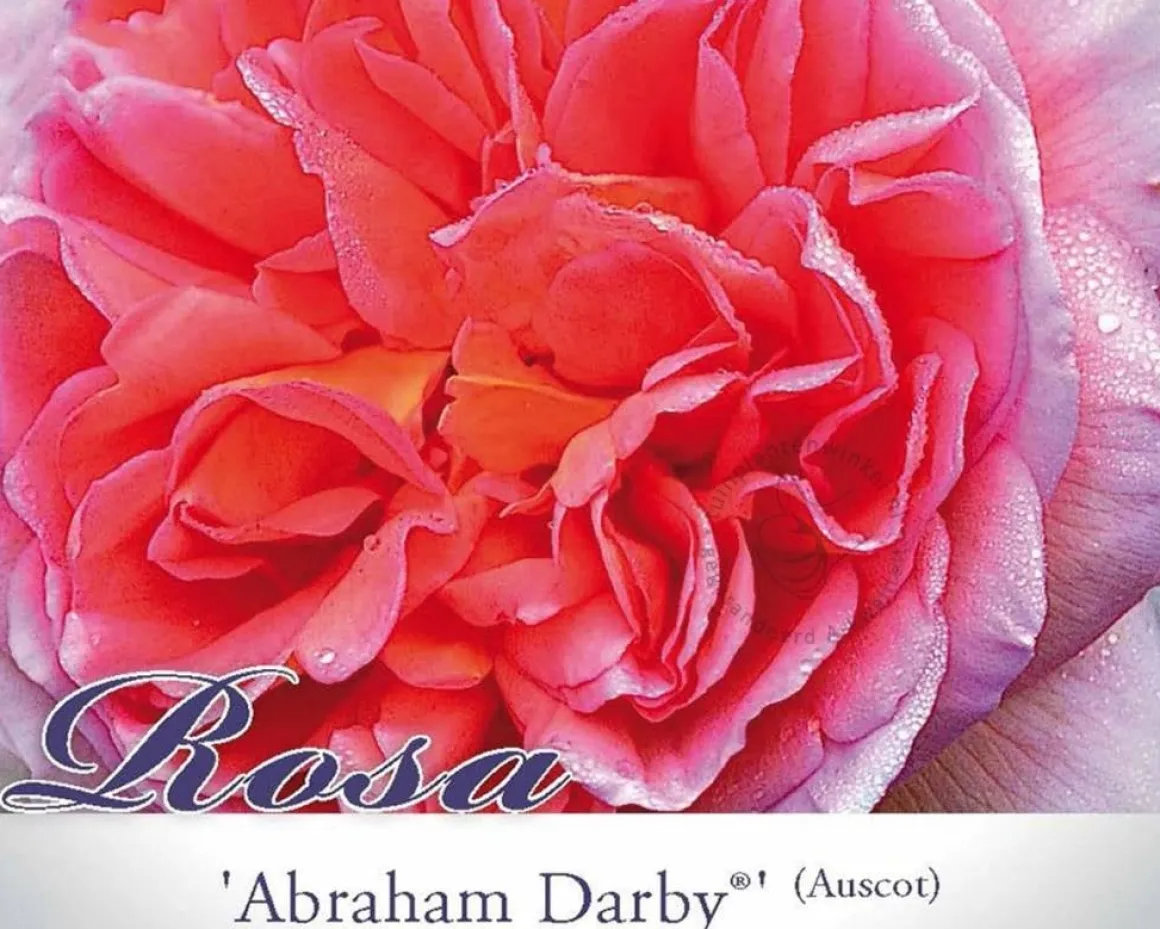 Rosa 'Abraham Darby' - op stam