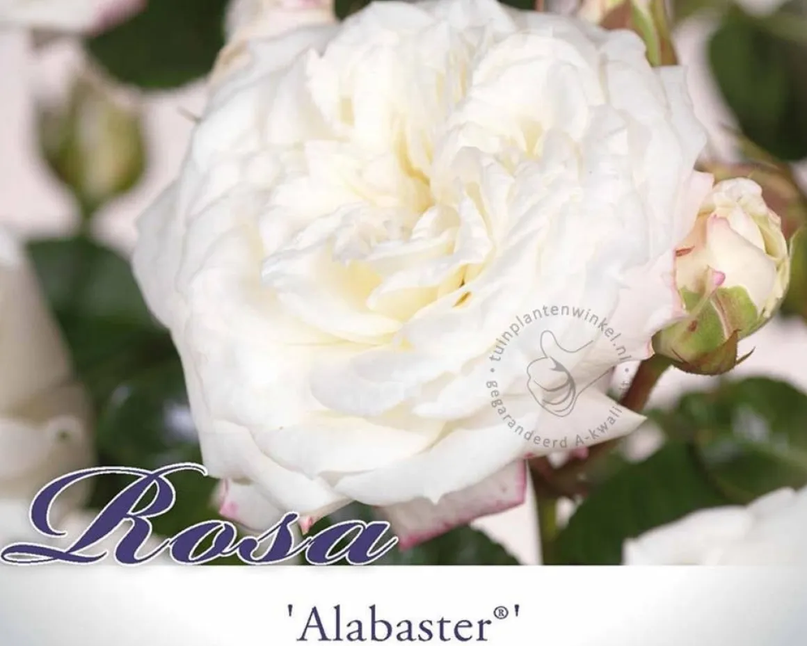 Rosa 'Alabaster'