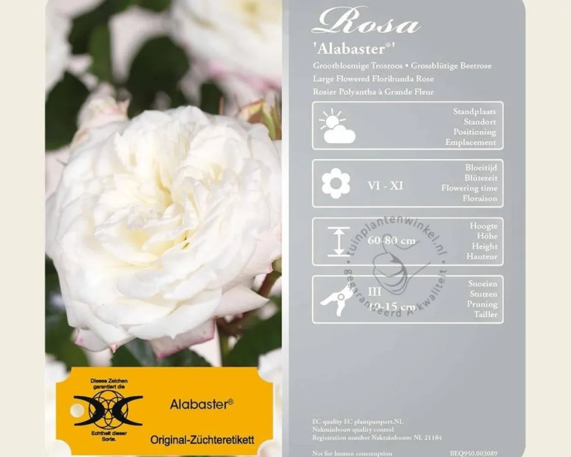 Rosa 'Alabaster'