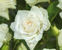 Rosa 'Annapurna' - op stam