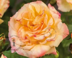 Rosa 'Aquarell'