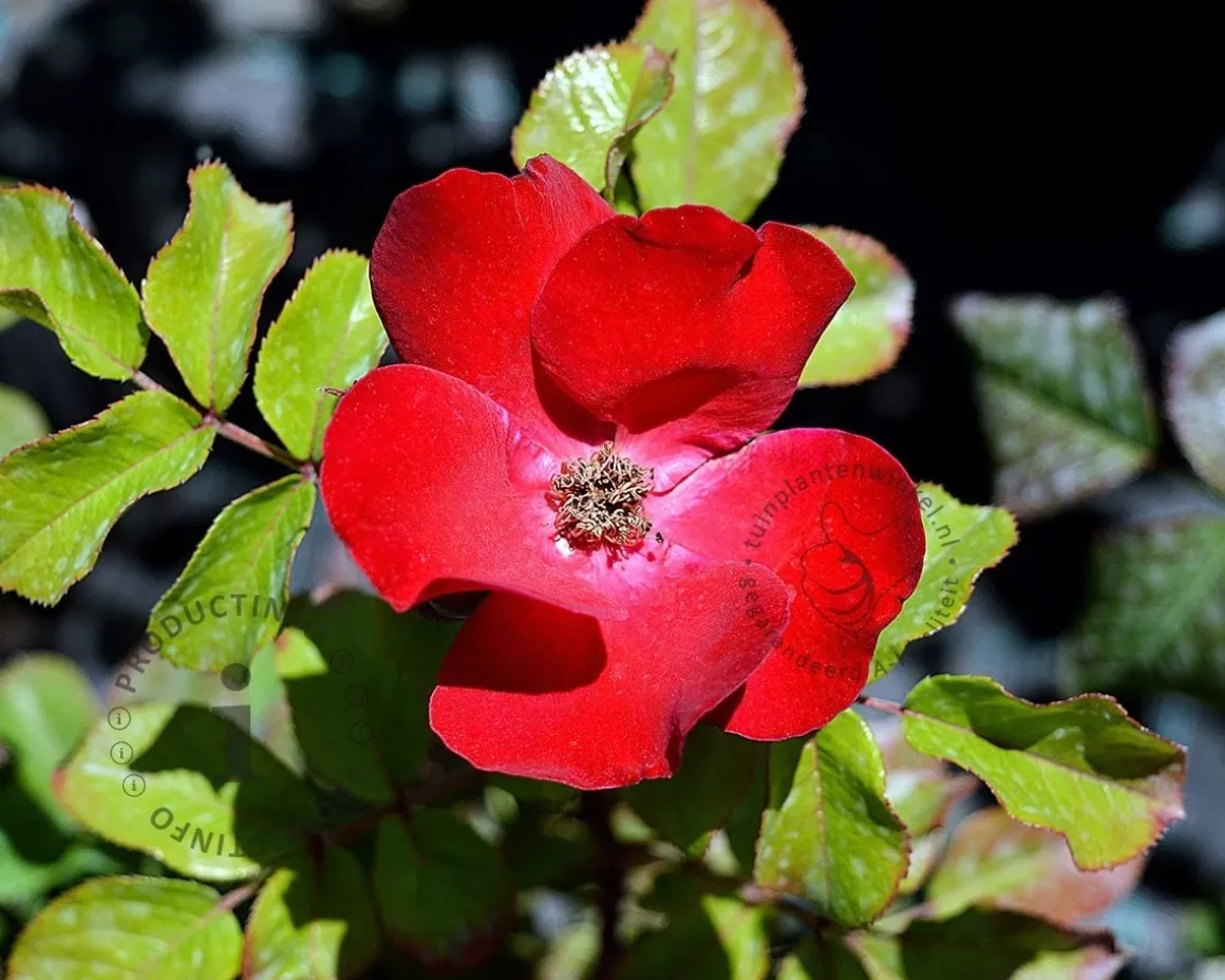 Rosa 'Archimedes'