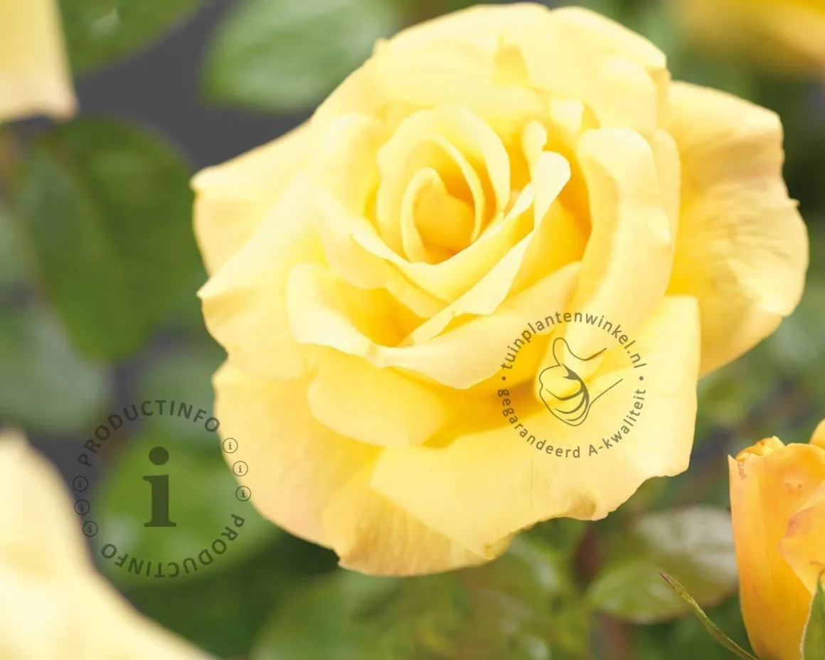 Rosa 'Arthur Bell'