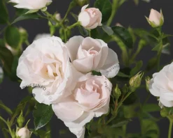 Rosa 'Aspirin Rose'