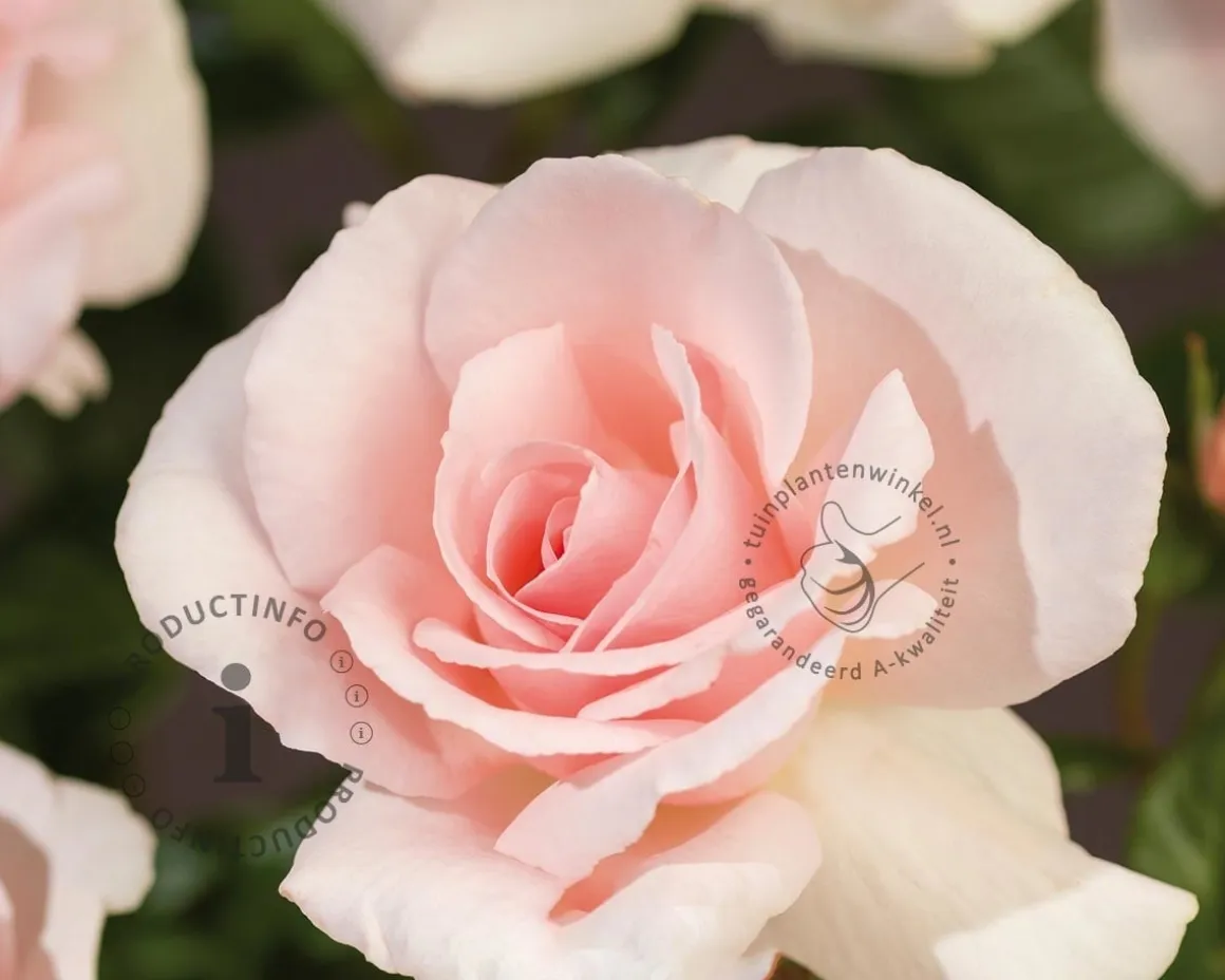 Rosa 'A Whiter Shade of Pale'