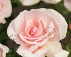 Rosa 'A Whiter Shade of Pale' - op stam