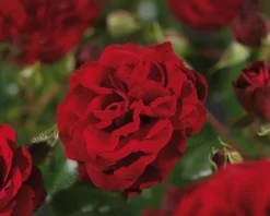 Rosa 'Balmoral Palace'