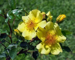 Rosa 'Bee Gold'