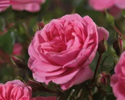 Rosa 'Berleburg' - op stam