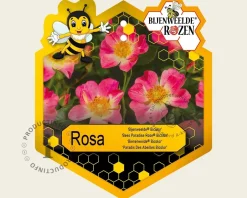 Rosa 'Bijenweelde Bicolor'