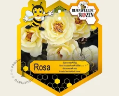 Rosa 'Bijenweelde Geel'