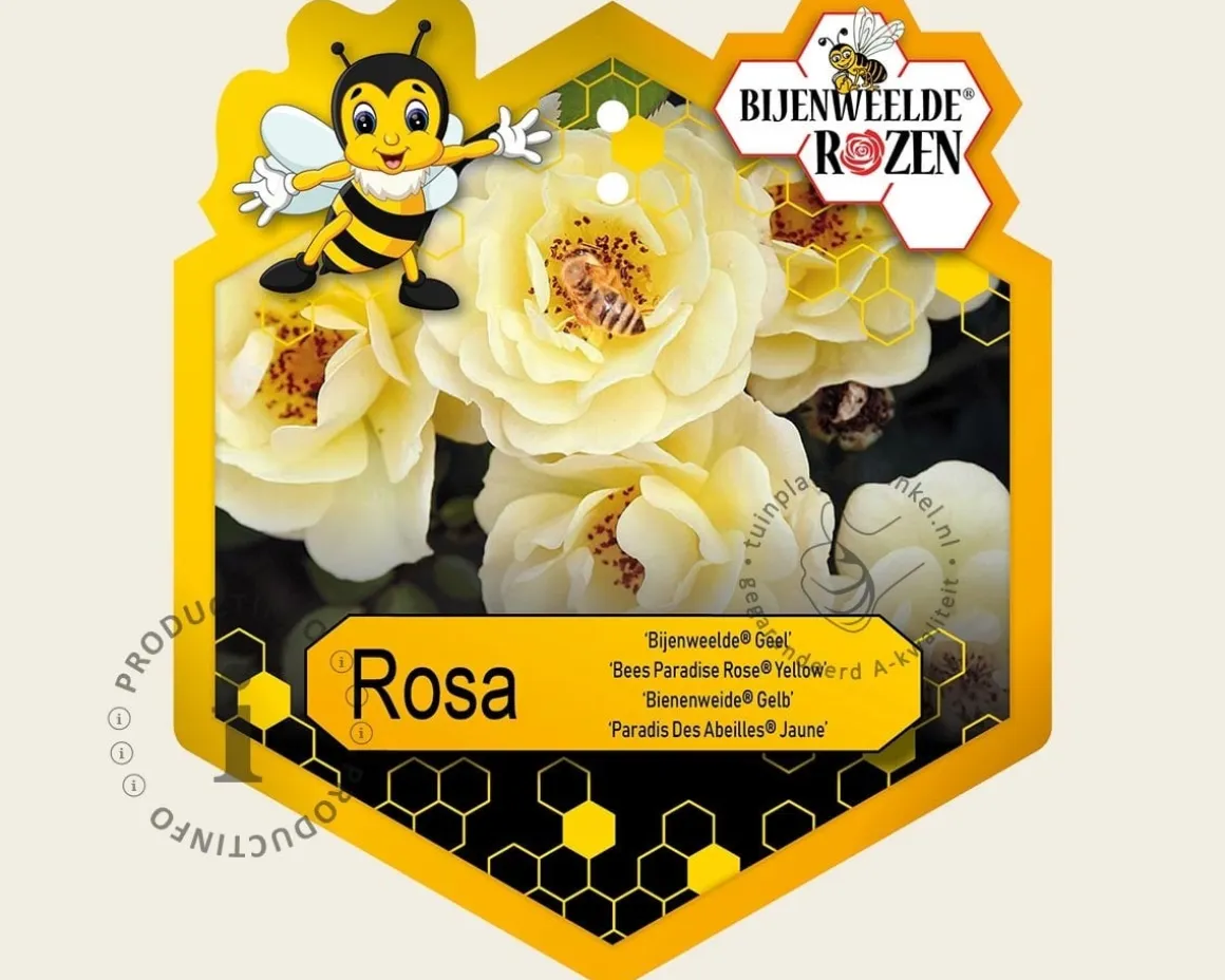 Rosa 'Bijenweelde Geel'