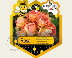 Rosa 'Bijenweelde Mango'