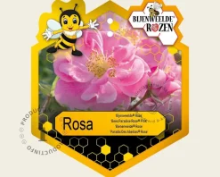 Rosa 'Bijenweelde Roze'