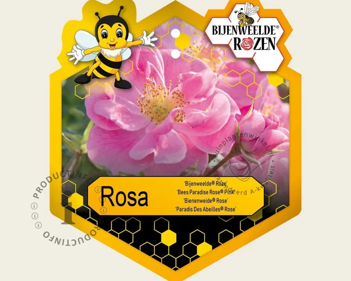 Rosa 'Bijenweelde Roze'