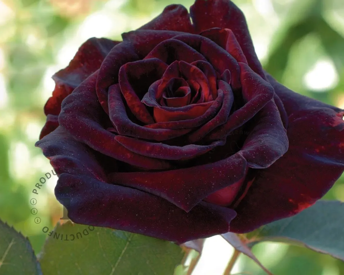 Rosa 'Black Baccara'