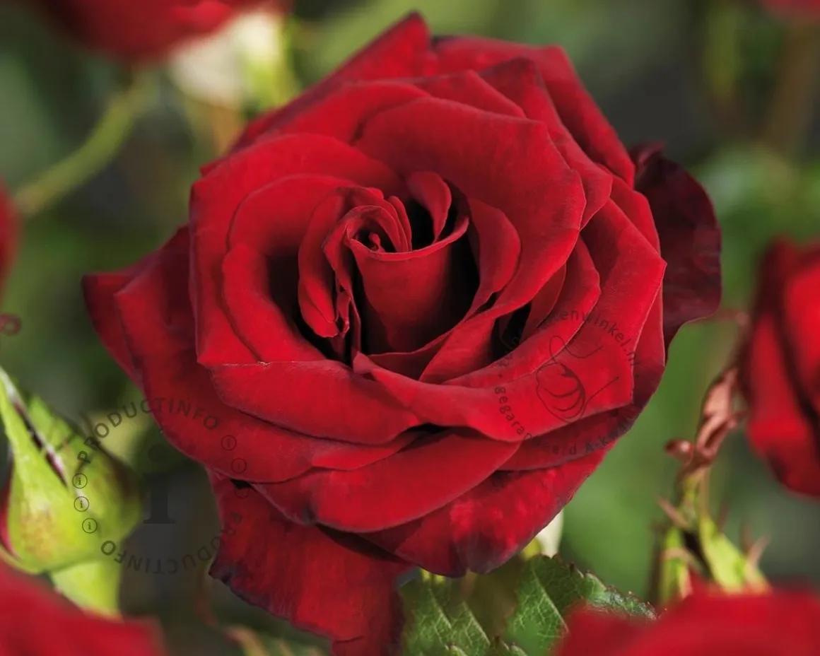 Rosa 'Black Magic'