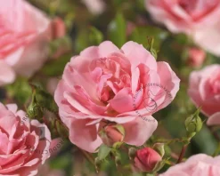 Rosa 'Bonica 82' - op stam