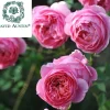 Rosa 'Boscobel'