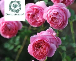Rosa 'Boscobel' - op stam