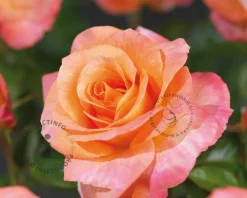 Rosa 'Britannia'
