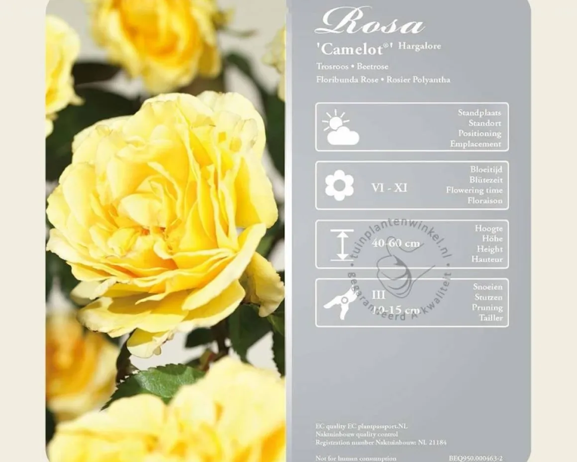 Rosa 'Camelot'