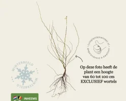 Rosa canina - blote wortel