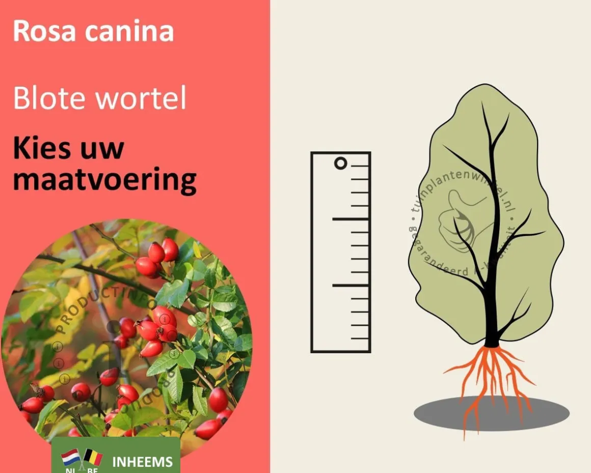 Rosa canina - blote wortel