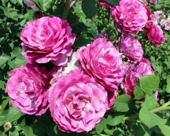 Rosa 'Carmen Würth'