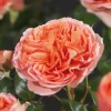 Rosa 'Chippendale'
