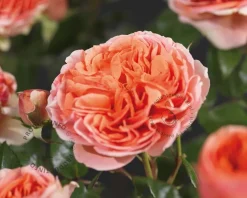 Rosa 'Chippendale'