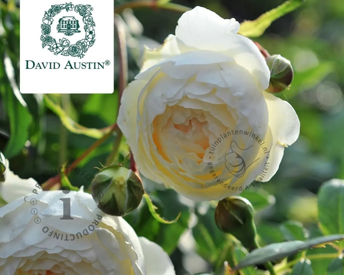 Rosa 'Clair Austin'