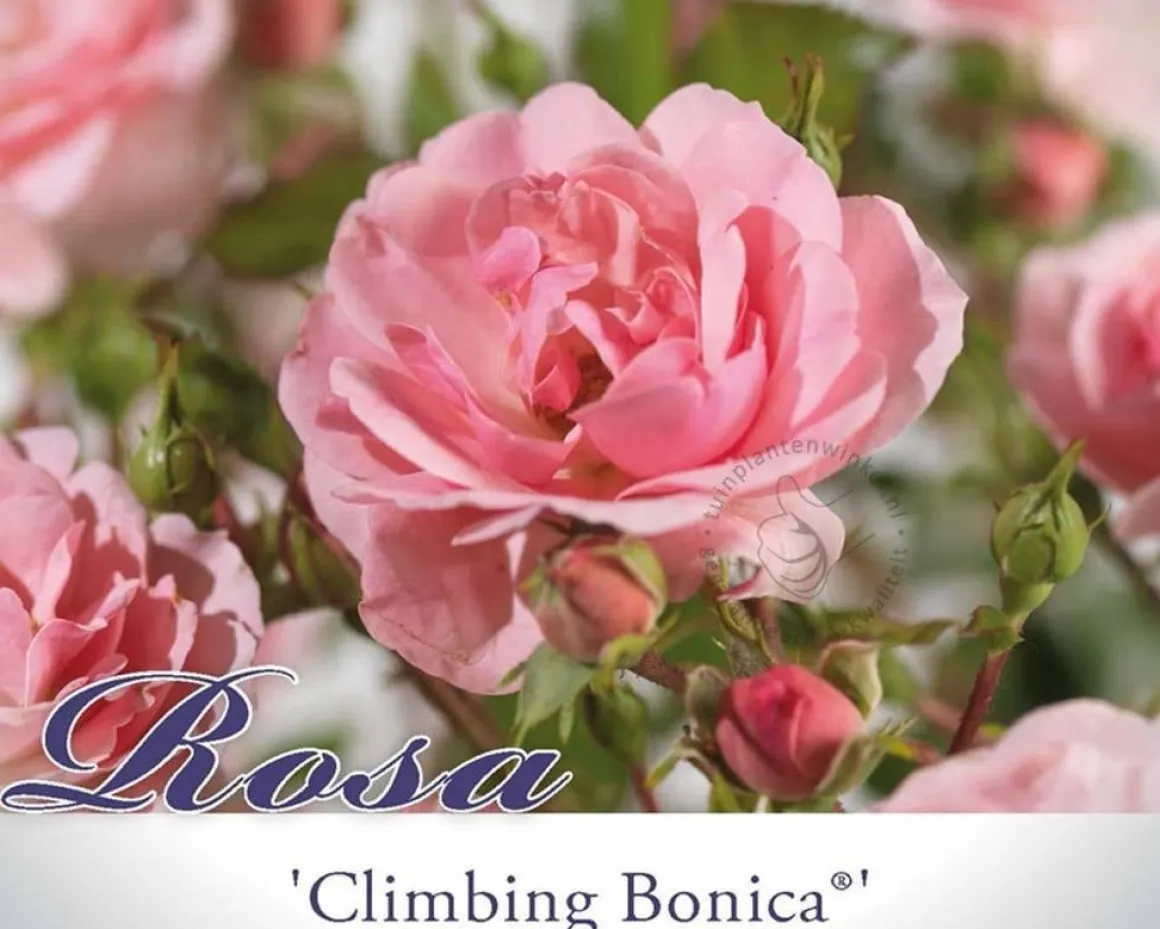 Rosa 'Climbing Bonica'