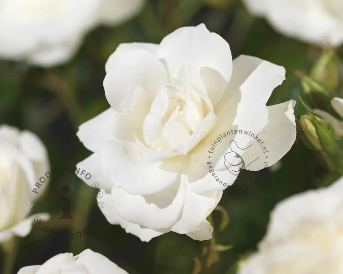 Rosa 'Climbing Iceberg'