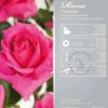 Rosa 'Criterion'