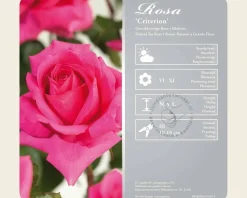 Rosa 'Criterion'