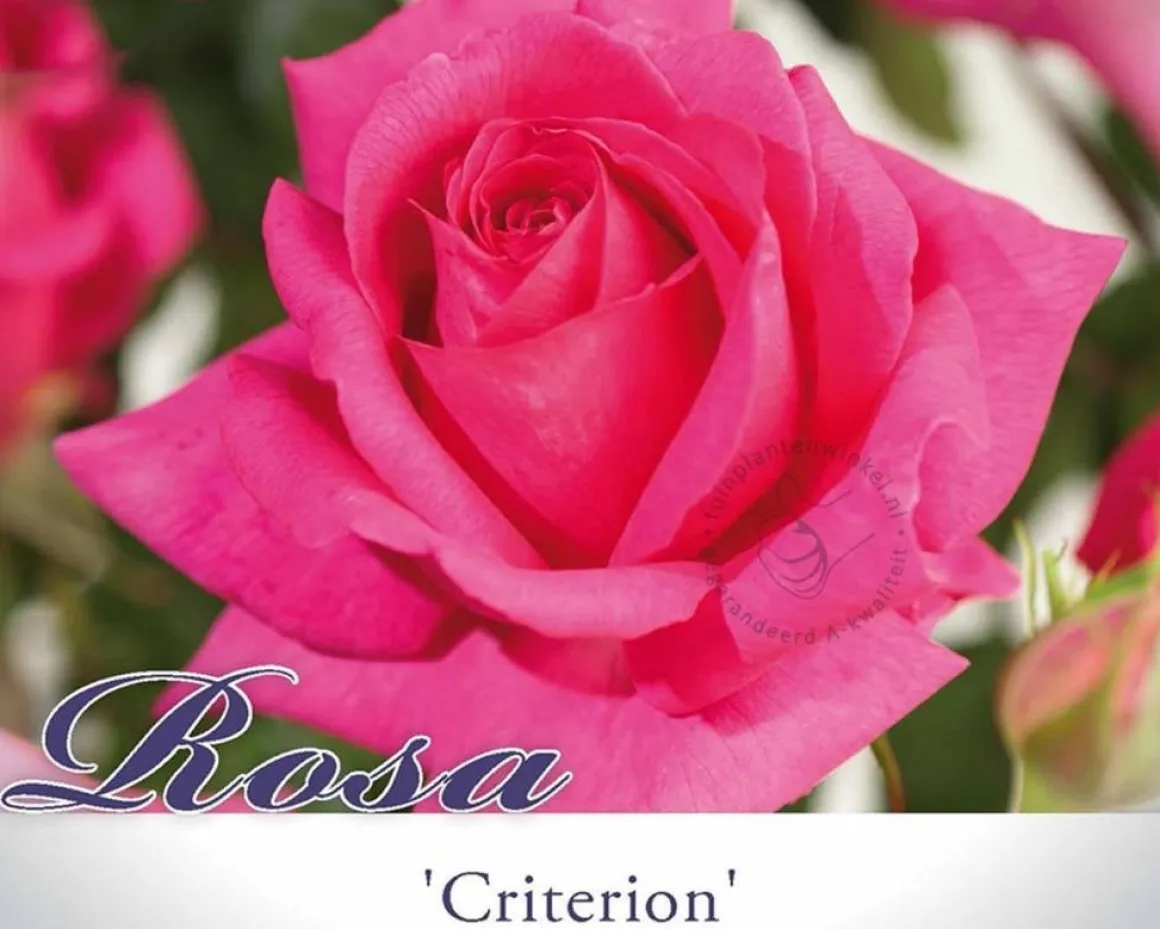 Rosa 'Criterion'