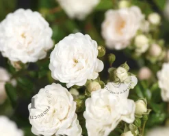 Rosa 'Crystal Fairy'