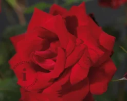 Rosa 'Dame de Coeur' - op stam