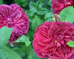 Rosa 'Darcey Bussel' - op stam