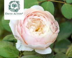 Rosa 'Desdemona' - op stam