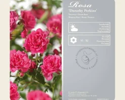 Rosa 'Dorothy Perkins' - op stam