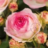 Rosa 'Eden Rose'